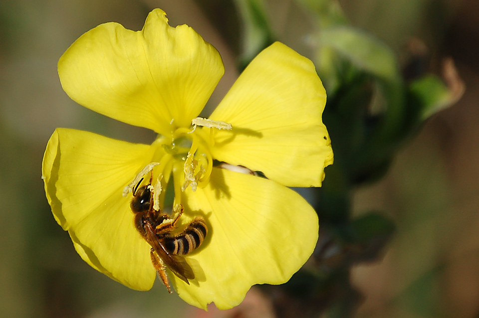 Femmina di Halictus, con buona probabilit scabiosae